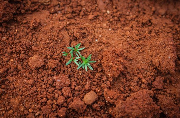 Agrominerais: o que são e qual a sua importância