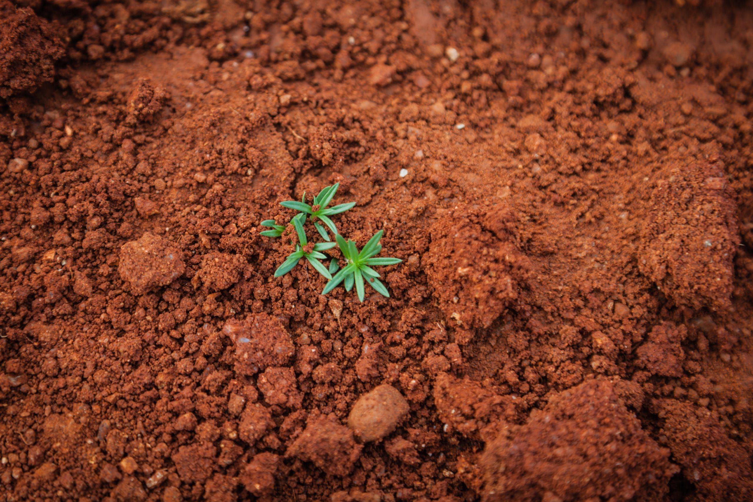 Agrominerais: o que são e qual a sua importância